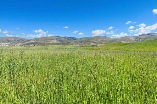 青青草原国产,绿色生态与和谐发展的奇迹之旅  第2张