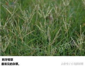 cao国产,历史、文化与现代发展的交融画卷 第2张 cao国产,历史、文化与现代发展的交融画卷 第2张