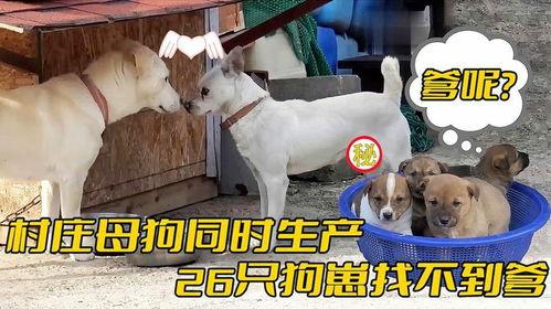 国产母狗,传承与创新中的民族犬种风采  第3张