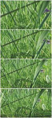 青草国产视频,探寻自然之美与生态和谐 第3张 青草国产视频,探寻自然之美与生态和谐 第3张