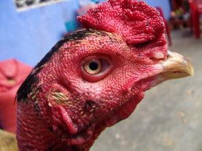 国产老鸡露脸视频,揭秘神秘幕后故事 第2张 国产老鸡露脸视频,揭秘神秘幕后故事 第2张