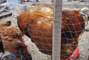 国产老鸡露脸视频,揭秘神秘幕后故事 第3张 国产老鸡露脸视频,揭秘神秘幕后故事 第3张